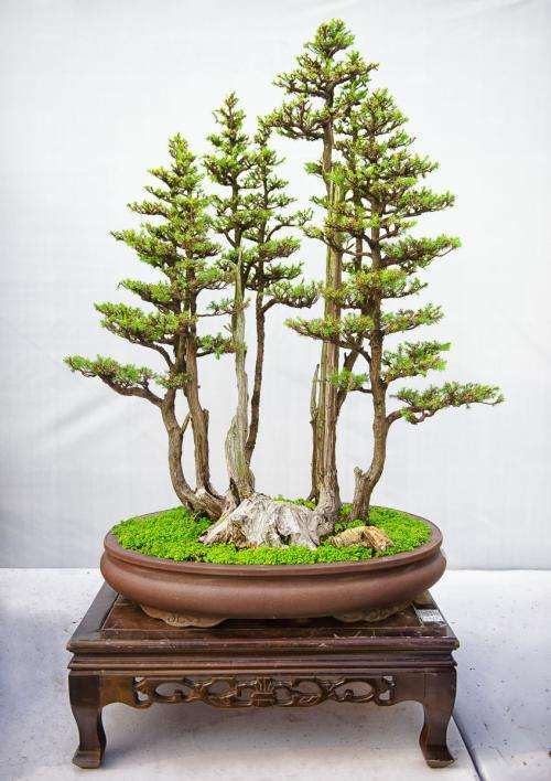 树木盆景翻盆后怎么摘叶养护