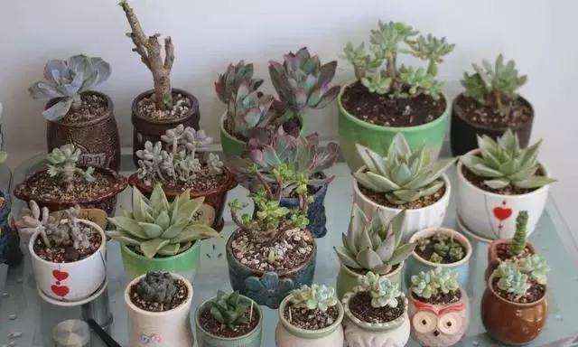 多肉植物如何发根的方法 图片