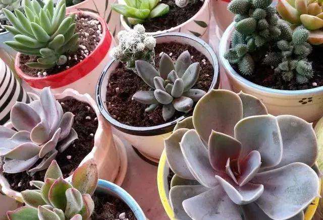 多肉植物如何发根的方法 图片