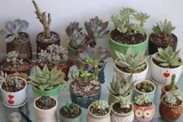 多肉植物如何发根的方法 图片