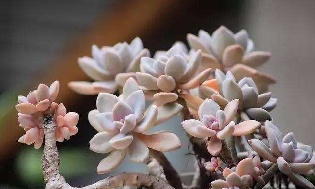 多肉植物叶插怎么用生根粉的方法