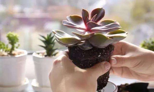 新手如何让自己的多肉植物发根