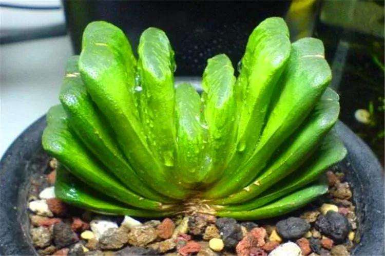 玉扇多肉怎么养护的方法