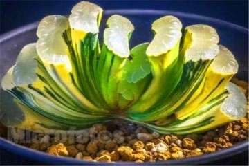 玉扇多肉怎么养护的方法 图片