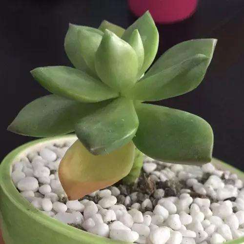 多肉生长中出现叶片干枯