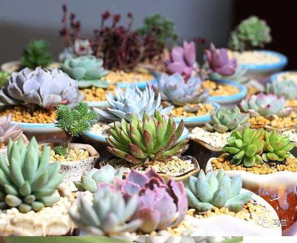 给多肉浇水的时候