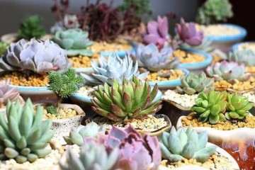 给多肉浇水的时候 一定要浇土不浇肉