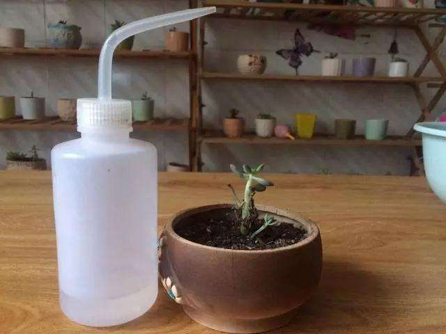 怎么判断多肉应该浇水的方法