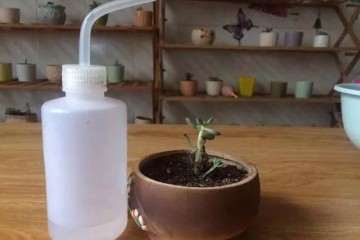 怎么判断多肉应该浇水的方法 图片