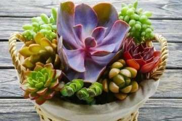 为什么晒太阳时 多肉不能浇水 图片