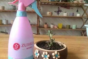 多肉植物什么时候浇水最好 图片