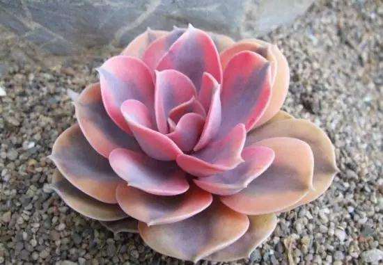 多肉总是化水烂根