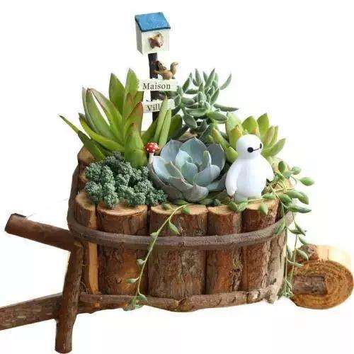 米兰多肉用什么容器搭配最好