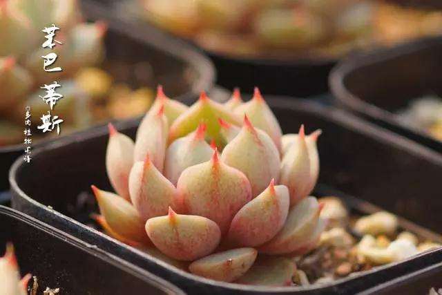 多肉养不肥 叶片还越来越小 怎么 图片