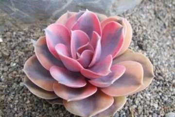 多肉养不肥 叶片还越来越小 怎么 图片