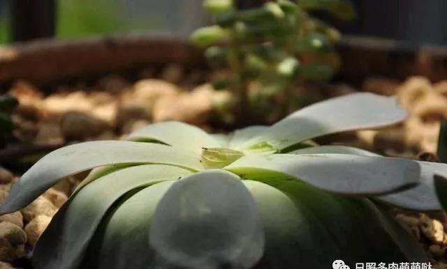 怎样给徒长的多肉植物砍头的方法