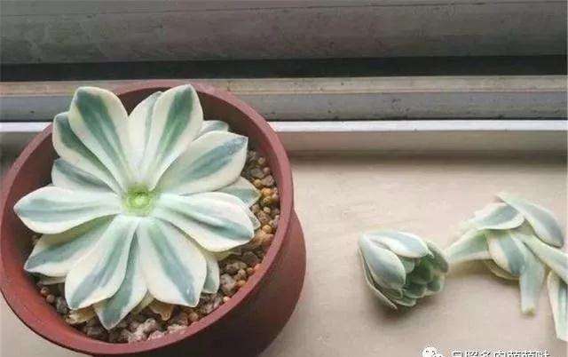 怎样给徒长的多肉植物砍头的方法