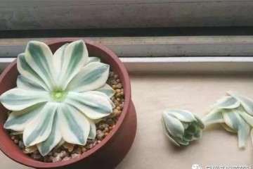 怎样给徒长的多肉植物砍头的方法 图片