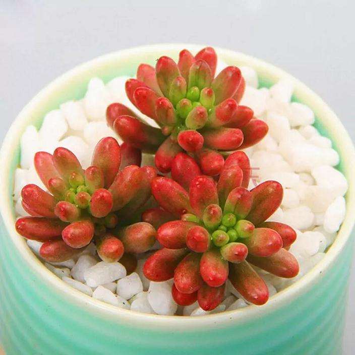 光照不足和浇水太多将导致多肉徒长