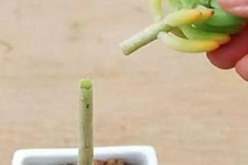 光照不足和浇水太多将导致多肉徒长