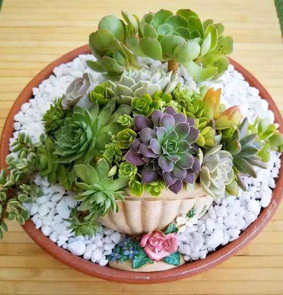 新手也能种出完美的状态