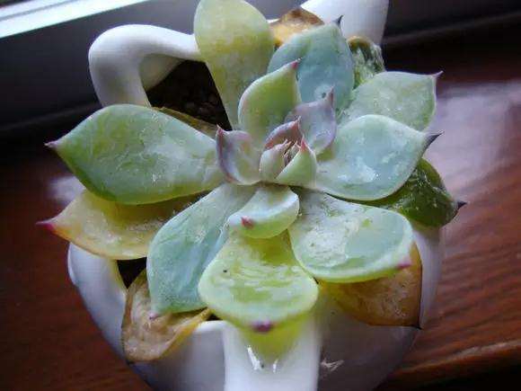 多肉叶片总是化水是什么原因