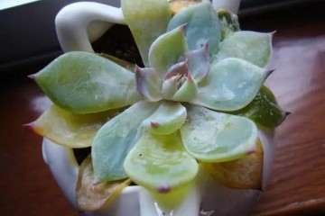 多肉叶片总是化水是什么原因 图片