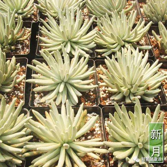 多肉脱土换盆的方法有哪些