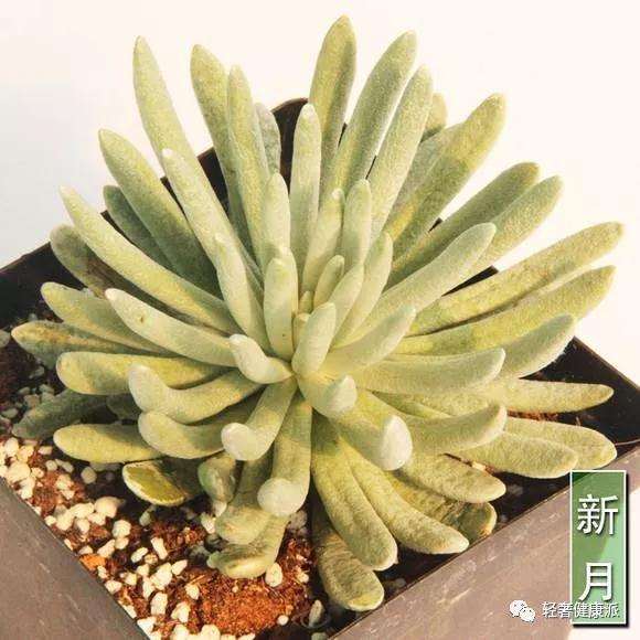 多肉植物怎么浇水与土壤配比