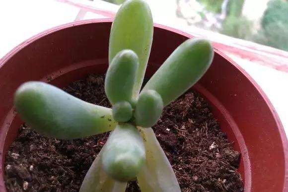 多肉植物怎么浇水与土壤配比