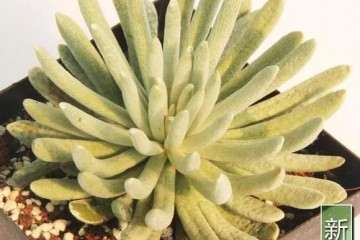 多肉植物怎么浇水与土壤配比 图片