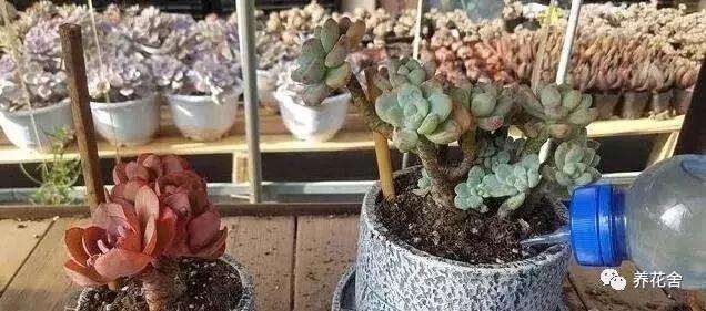 多肉植物上盆后几天浇水一次最好