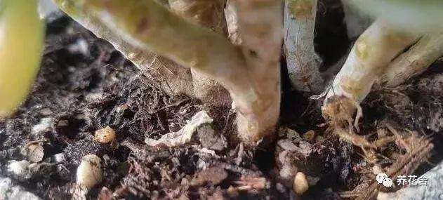 多肉植物上盆后几天浇水一次最好