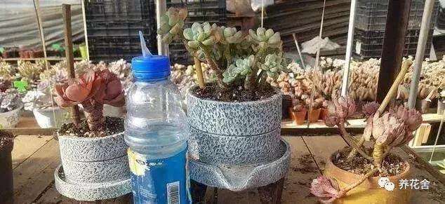 多肉植物上盆后几天浇水一次最好