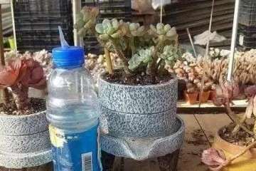 多肉植物上盆后几天浇水一次最好 图片