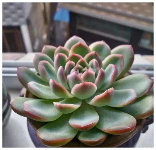 多肉植物用浇水 喷雾 喷水 哪个最好