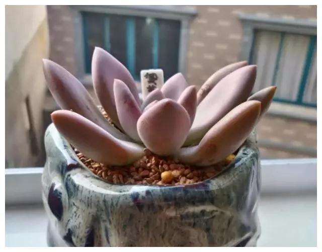 多肉植物用浇水 喷雾 喷水 哪个最好