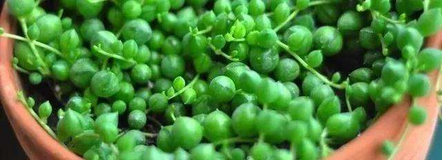 佛珠多肉扦插后怎么繁殖养护的方法