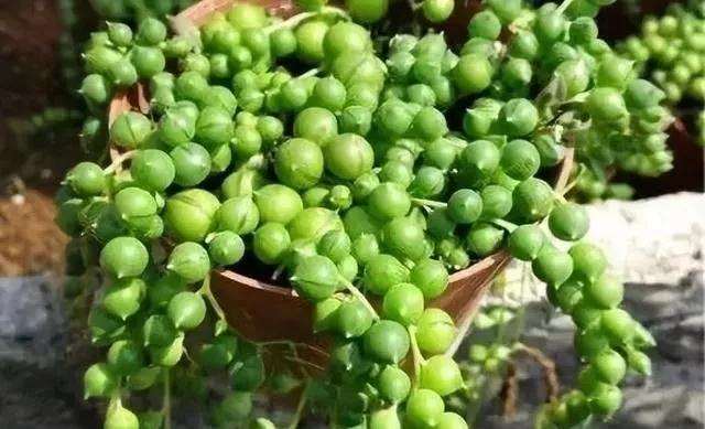 佛珠多肉扦插后怎么繁殖养护的方法