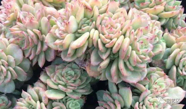 多肉植物翻盆什么情况下前需要修根