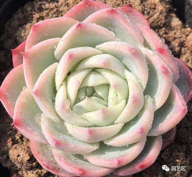 多肉植物翻盆什么情况下前需要修根