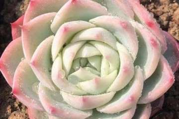 多肉植物翻盆什么情况下前需要修根