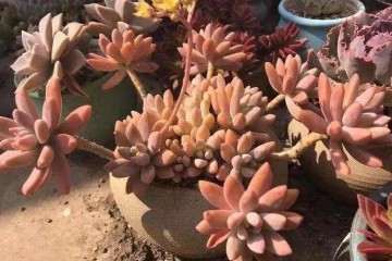 多肉植物徒长后怎么处理变老桩 图片