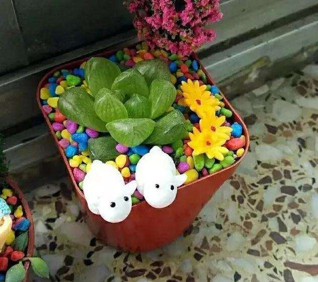 把多肉放进冰箱冷藏度夏