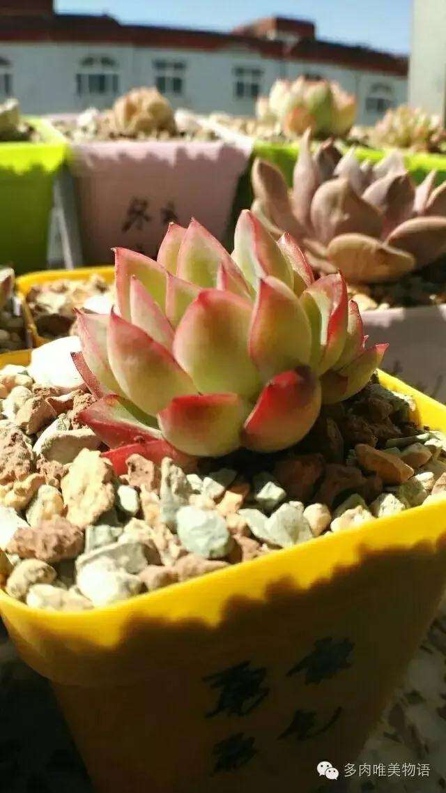 把多肉放进冰箱冷藏度夏