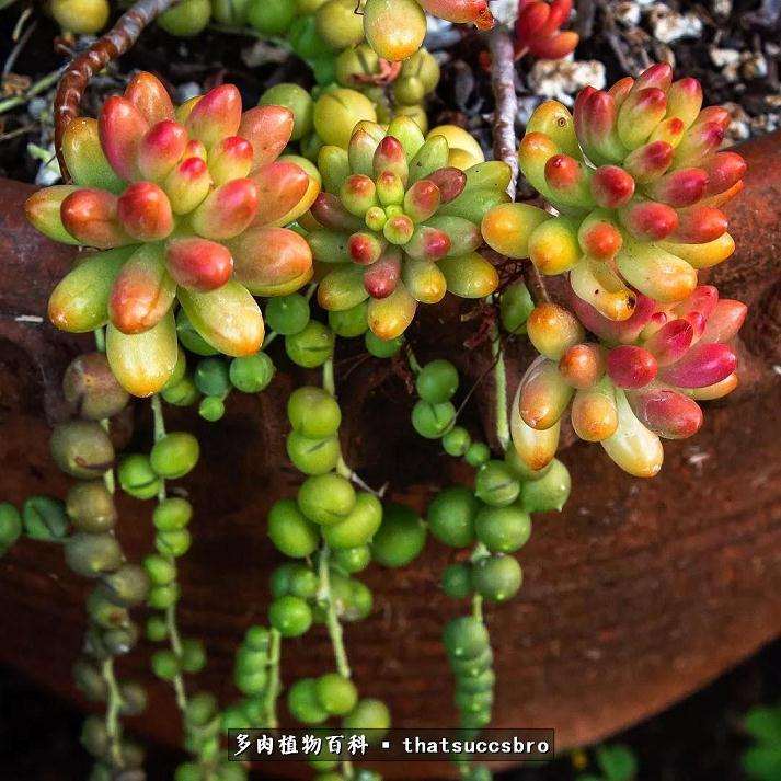 多肉施肥用什么肥料最好