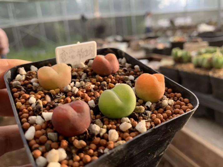 多肉浇水养根时浇水过多 将大湿伤根