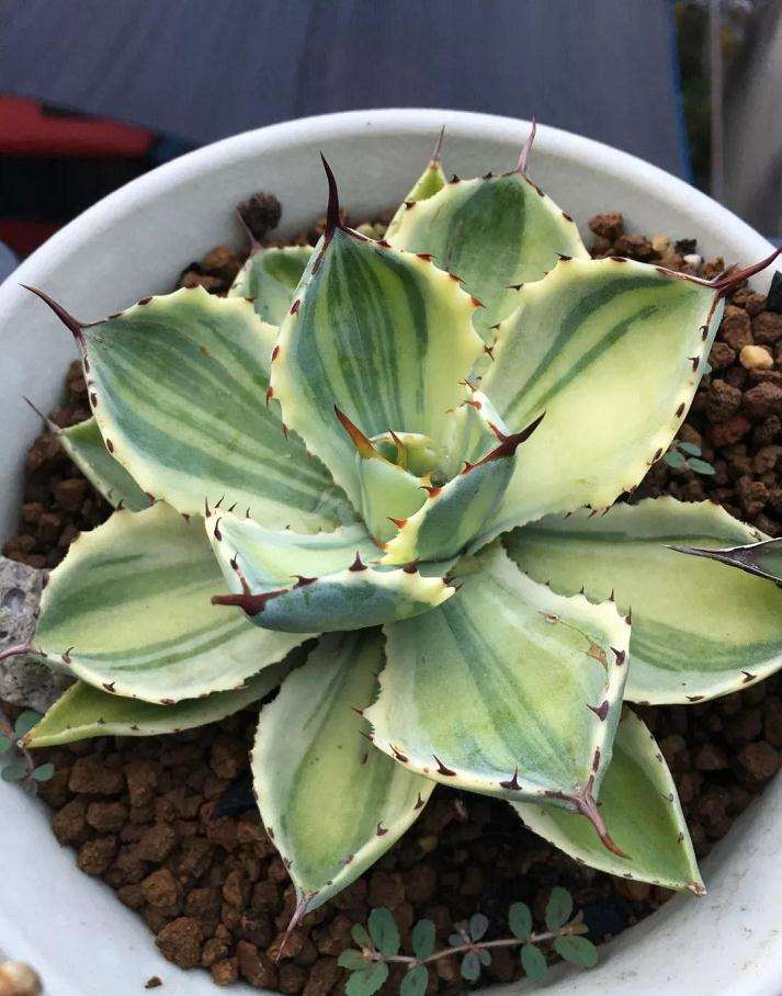 多肉花盆怎么选用的方法