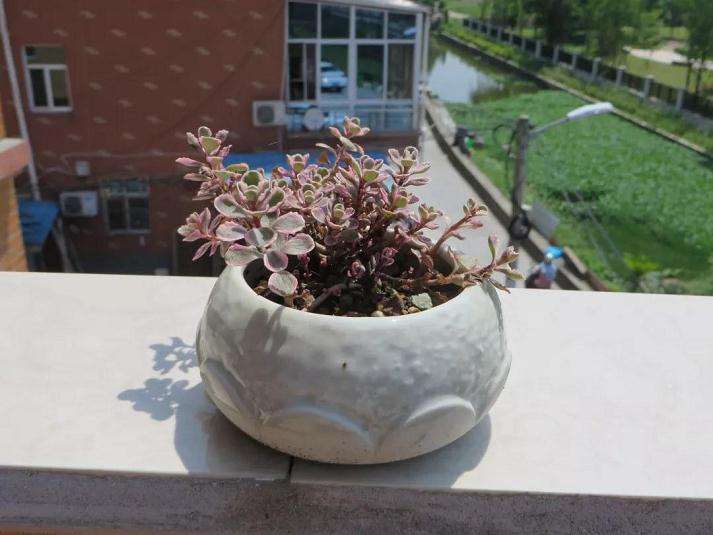 为什么多肉养肥之前