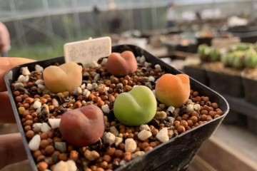 为什么多肉养肥之前 得先养根 图片